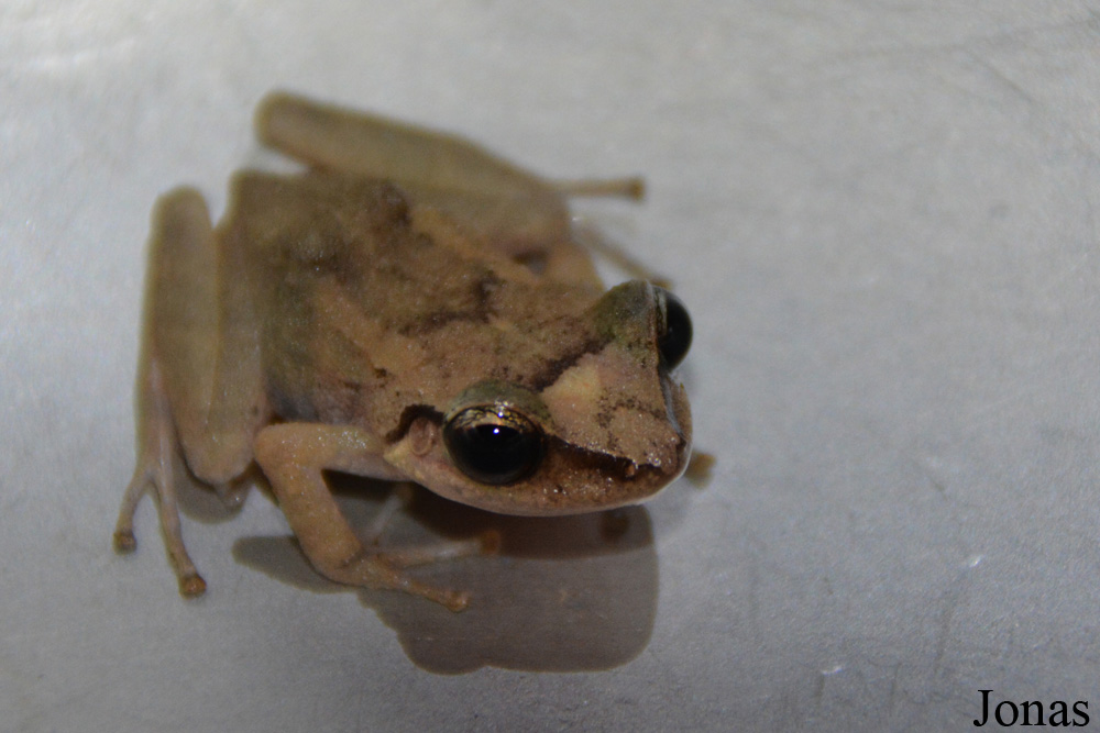 Eleutherodactylus johnstonei / Bouillante